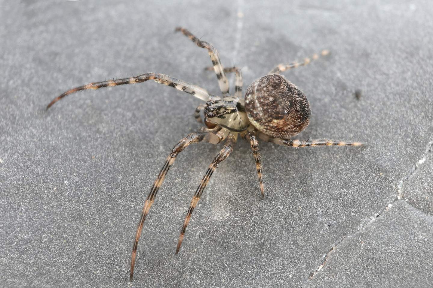 Metellina merianae - Portovenere (SP)